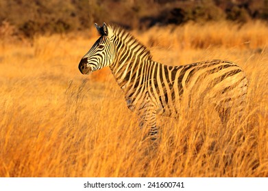 Spotted Hyenas And Wild Dogs Fight