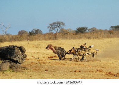 Spotted Hyenas And Wild Dogs Fight