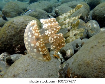 Spotted Jelly, Papuan Jellyfish, Golden Medusa