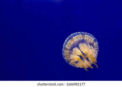 Spotted Jelly Or Papuan Jellyfish Mastigias Papua Is Swimming In The Water