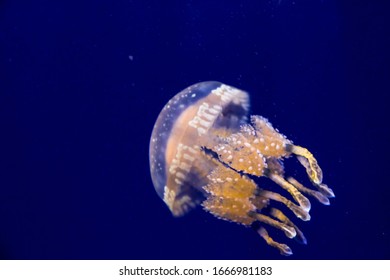 Spotted Jelly Or Papuan Jellyfish Mastigias Papua Is Swimming In The Water