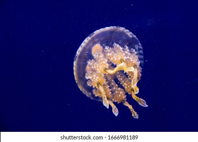 Spotted Jelly Or Papuan Jellyfish Mastigias Papua Is Swimming In The Water