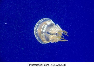 Spotted Jelly Or Papuan Jellyfish In Water