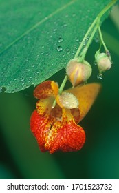 Spotted Jewel Weed Flower In Michigan.