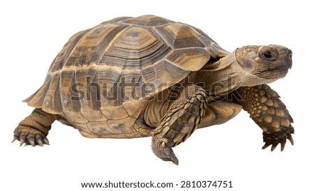 Spotted land turtle showing patterned protective shell texture isolated on white transparent background.