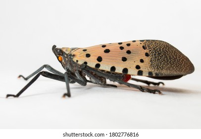 Lanternflies Images, Stock Photos & Vectors | Shutterstock