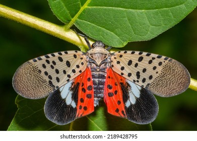 Spotted Lanternfly - Lycorma delicatula - Shutterstock ID 2189428795