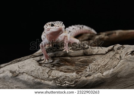 spotted leopard eublephar on a black background. Eublepharis in studio Stock photo © 