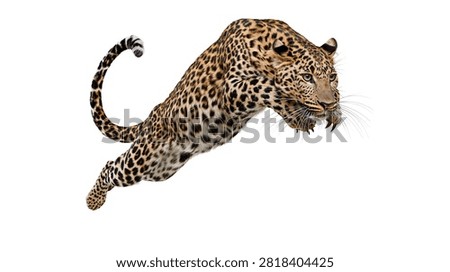 Spotted leopard jumping in midair with powerful muscles and sharp claws