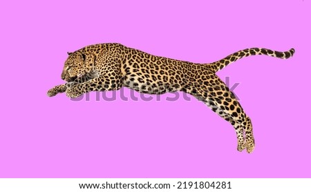 Spotted leopard leaping, panthera pardus, isolated on pink
