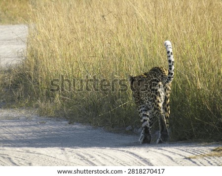 Spotted leopard padding along a dirt road, in the African bushveld