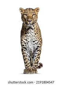 Spotted leopard standing in front and facing at the camera, isolated on white