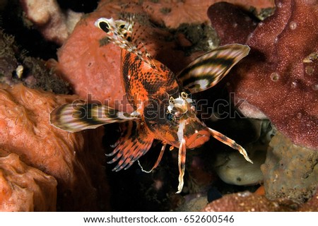 Spotted lionfish, Dendrochirus biocellatus, at night, Bali Indonesia.