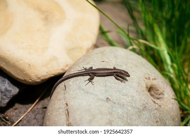 a spotted lizard basks in the sun