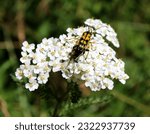 spotted longhorn beetle (Rutpela maculata) Harlequin Longhorn mating beetles on common yarrow plant (achillea millefolium) black and yellow beetles