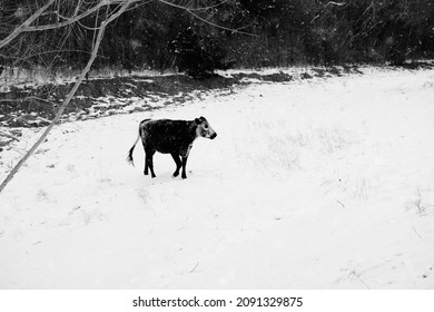 Spotted Longhorn Cow Walking Through Texas Snow In Winter Farm Landscape.