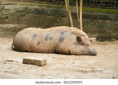 Spotted micro pigs sleeping side by side on a paved ground in their enclosure.