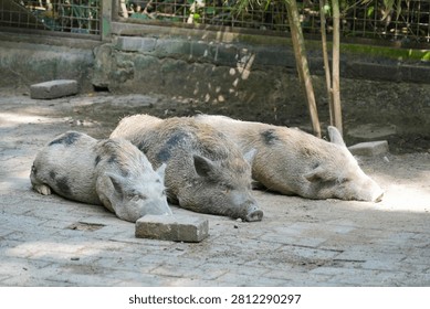 Spotted micro pigs sleeping side by side on a paved ground in their enclosure.