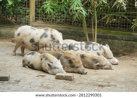 Spotted micro pigs sleeping side by side on a paved ground in their enclosure.