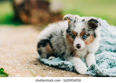 Spotted Mini Australian Shephard Puppy Dog Stock Photo 1620956926 ...