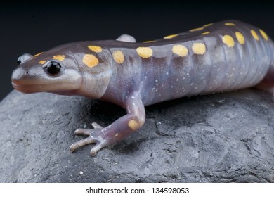 Spotted Mole Salamander / Ambystoma Maculatum