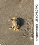 Spotted moon crab on the beach.