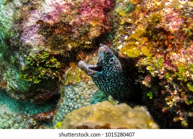 Spotted Moray Eel In Belize Barrier Reef