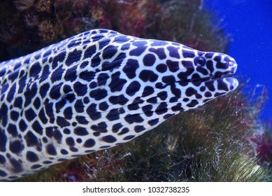 Spotted moray eel at the depth of the oceanarium