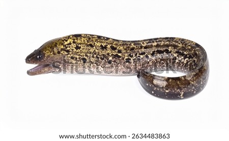 A spotted moray eel isolated on a white background. The eel's mouth is open, showcasing its teeth.