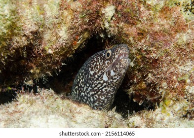 Spotted Moray Eel Underwater Closeup