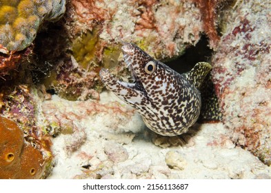 Spotted Moray Eel Underwater Coral Reef