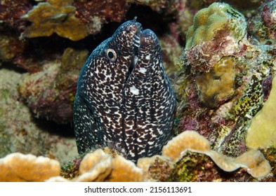 Spotted Moray Eel Underwater Coral Reef