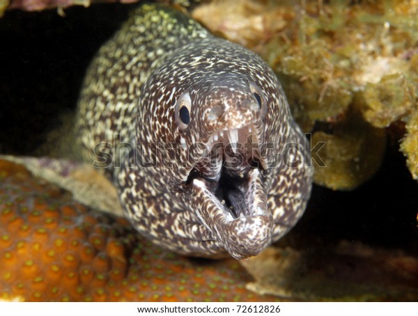 Spotted Moray Mouth Open Showing Teeth Stock Photo (Edit Now) 72612826