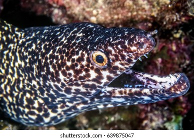 Spotted Moraygymnothorax Isingteena Moray Eel Found Stock Photo ...