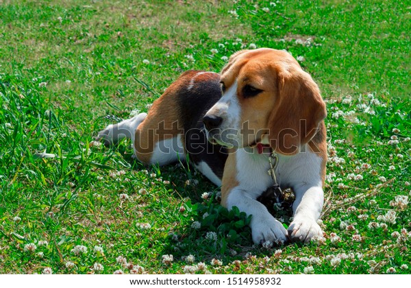 spotted hunting dog