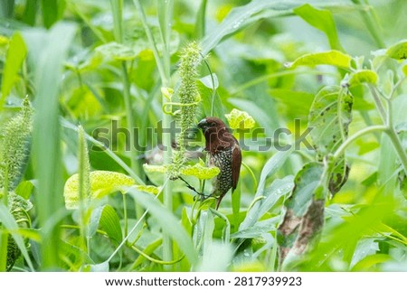 Spotted munia pausing while feeding among green foliage