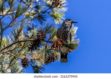 The spotted nutcracker, Eurasian nutcracker, or just nutcracker, (Nucifraga caryocatactes) is a passerine bird slightly larger than the Eurasian jay