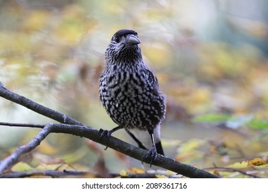 Spotted Nutcracker, Eurasian nutcracker (Nucifraga caryocatactes) Black Forest, Germany