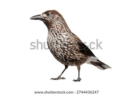 spotted nutcracker isolated on white background                               