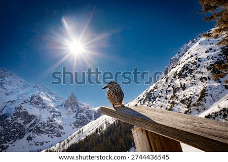 spotted nutcracker in winter sits against the backdrop of the frozen sea of the Oka, zakopane in Poland