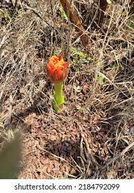 Spotted On A Hike In Magaliesburg 