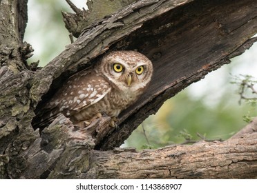 The Spotted Owl 