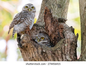 Spotted Owl