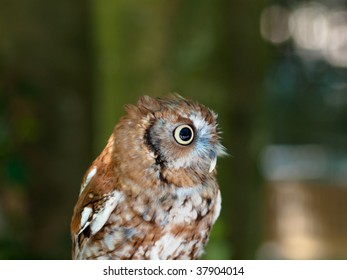 Spotted Owl