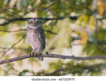 Spotted Owl