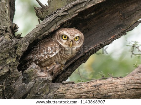 The Spotted owl 