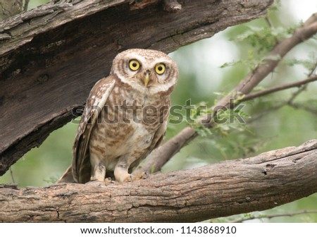 The Spotted owl 