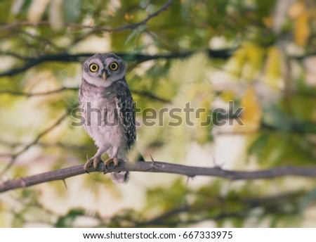 Spotted Owl