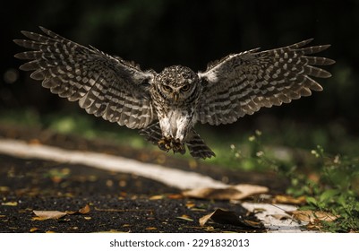 The Spotted Owl is flying down to catch prey on the ground with precision. - Shutterstock ID 2291832013