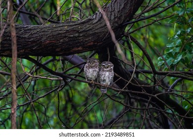 Spotted Owl In Monsoon The Rain Is Raining 